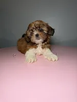 Three , a female Shih Tzu for sale in Chicago, IL – 3 of 3