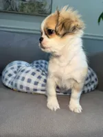 Ramen , a male Pekingese and Shih Tzu for sale in Chicago, IL – 3 of 3