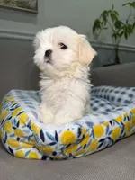Cloudy, a female Shih Tzu for sale in Chicago, IL – 5 of 5
