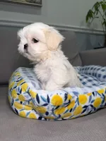 Cloudy, a female Shih Tzu for sale in Chicago, IL – 4 of 5