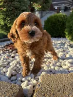 Blazer, a male Miniature Goldendoodle for sale in Chicago, IL – 1 of 3