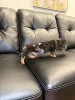 Thunder , a male Miniature Dachshund for sale in Chicago, IL – 2 of 3