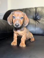 Ranger , a male Miniature Dachshund for sale in Chicago, IL – 1 of 3