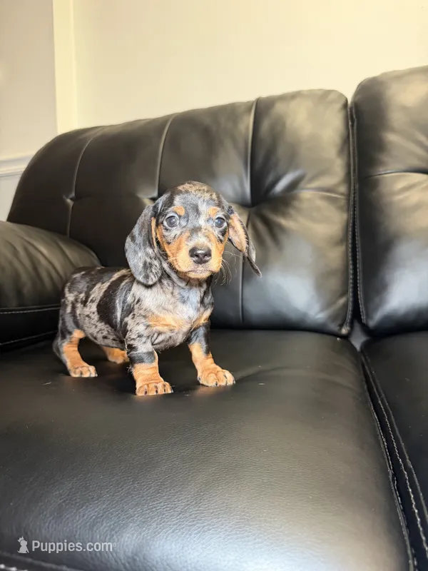 Silver  – Miniature Dachshund puppy for sale in Chicago, IL