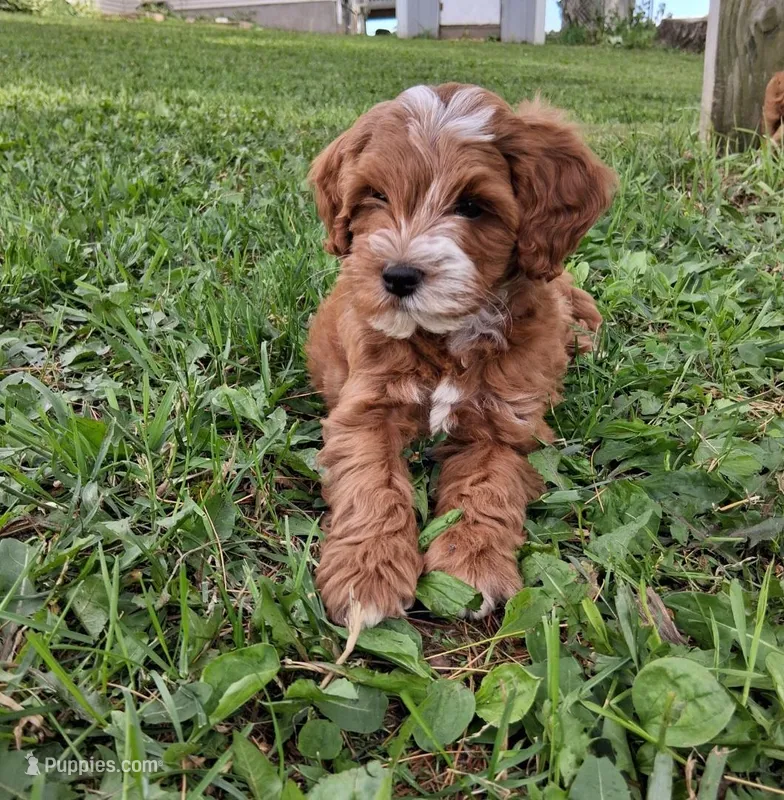 Blazer – Miniature Goldendoodle puppy for sale in Chicago, IL