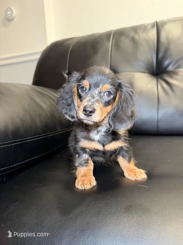 Thunder  – Miniature Dachshund puppy for sale in Chicago, IL