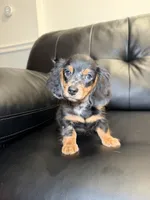Thunder , a male Miniature Dachshund for sale in Chicago, IL – 1 of 3