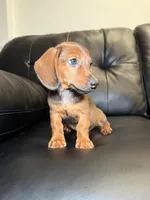 Ranger , a male Miniature Dachshund for sale in Chicago, IL – 2 of 3