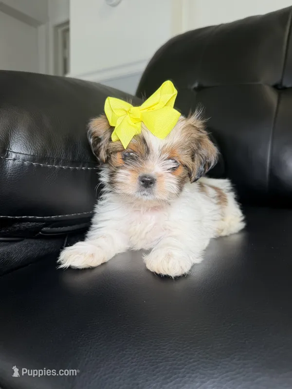 Paris  – Shih Tzu puppy for sale in Chicago, IL