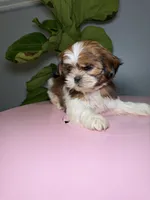 One, a female Shih Tzu for sale in Chicago, IL – 2 of 3
