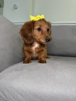 Sassy, a female Miniature Dachshund for sale in Chicago, IL – 3 of 3