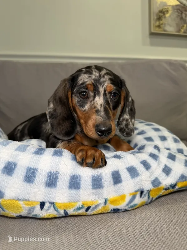 Ollie – Miniature Dachshund puppy for sale in Chicago, IL