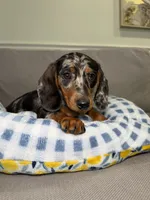 Ollie, a male Miniature Dachshund for sale in Chicago, IL – 1 of 3