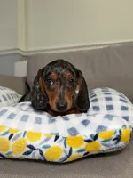 Oskar, a male Miniature Dachshund for sale in Chicago, IL – 3 of 3