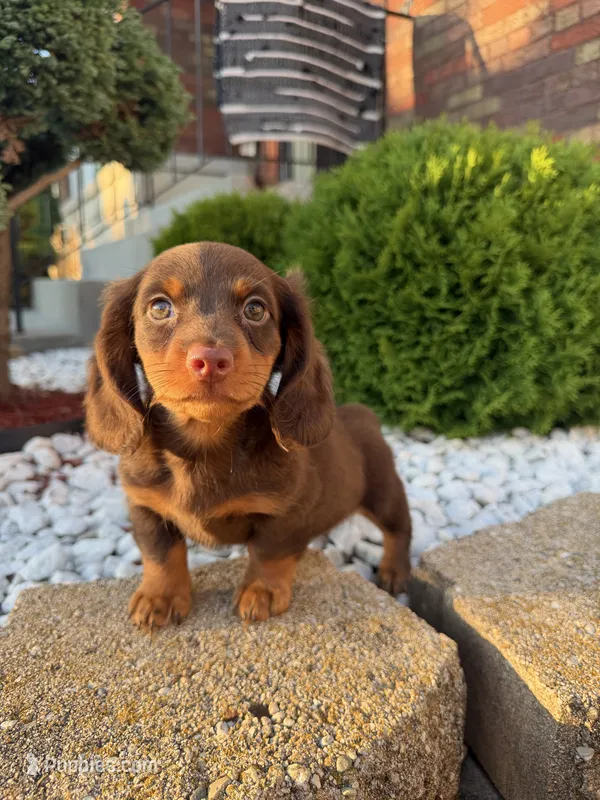 Lucious  – Miniature Dachshund puppy for sale in Chicago, IL
