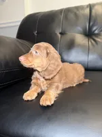 Glaze , a male Miniature Dachshund for sale in Chicago, IL – 2 of 3