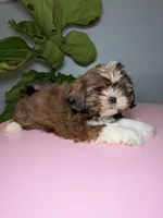 Six, a female Shih Tzu for sale in Chicago, IL – 2 of 3