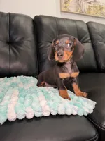 Knight , a male Miniature Dachshund for sale in Chicago, IL – 2 of 3