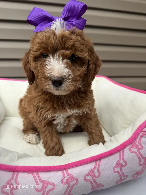 Darla  – Miniature Goldendoodle puppy for sale in Chicago, IL