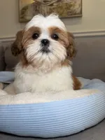 Garfield , a male Shih Tzu for sale in Chicago, IL – Photo 1 of 4