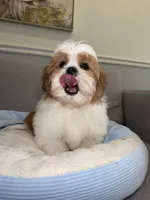 Garfield , a male Shih Tzu for sale in Chicago, IL – Photo 2 of 4