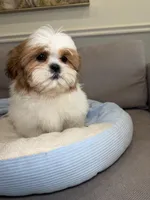 Garfield , a male Shih Tzu for sale in Chicago, IL – Photo 3 of 4