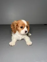 Kanye, a male Cavalier King Charles Spaniel for sale in Chicago, IL – Photo 3 of 3