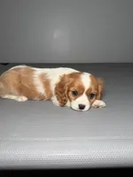 Kanye, a male Cavalier King Charles Spaniel for sale in Chicago, IL – Photo 2 of 3