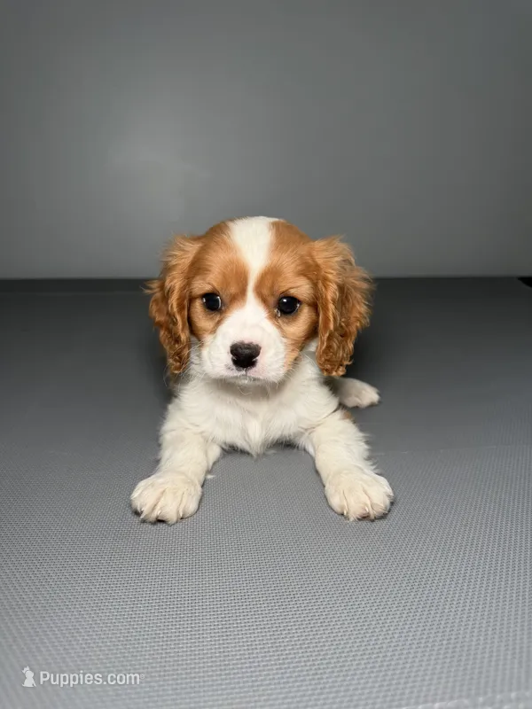 Kanye – Cavalier King Charles Spaniel puppy on hold in Chicago, IL