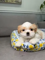 Cobb, a male Shih Tzu for sale in Chicago, IL – 4 of 4