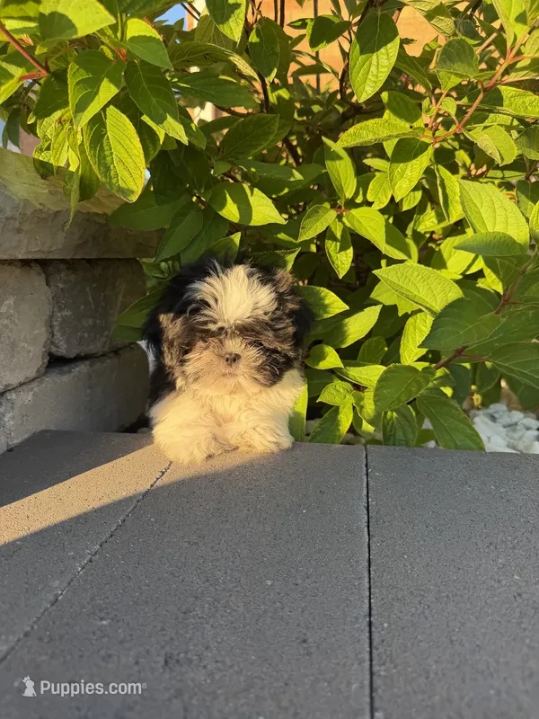 Jessie  – Shih Tzu puppy on hold in Chicago, IL