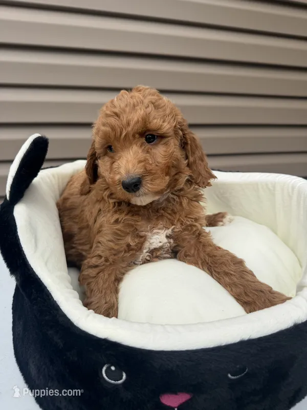 Baldo  – Miniature Goldendoodle puppy for sale in Chicago, IL