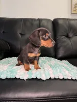Knight , a male Miniature Dachshund for sale in Chicago, IL – 3 of 3