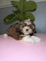 Six, a female Shih Tzu for sale in Chicago, IL – 3 of 3