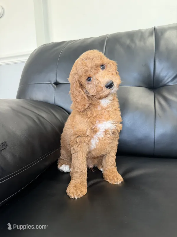 Baldo  – Miniature Goldendoodle puppy for sale in Chicago, IL
