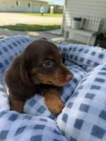 Lucious , a male Miniature Dachshund for sale in Chicago, IL – 3 of 3