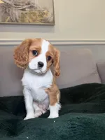 Patterson , a male Cavalier King Charles Spaniel for sale in Chicago, IL – Photo 4 of 4