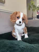 Patterson , a male Cavalier King Charles Spaniel for sale in Chicago, IL – Photo 3 of 4