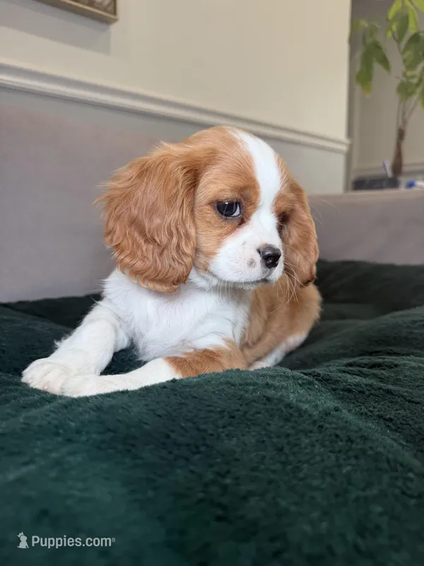 Patterson  – Cavalier King Charles Spaniel puppy for sale in Chicago, IL
