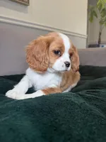 Patterson , a male Cavalier King Charles Spaniel for sale in Chicago, IL – Photo 1 of 4