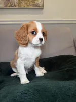 Patterson , a male Cavalier King Charles Spaniel for sale in Chicago, IL – Photo 2 of 4
