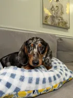 Ollie, a male Miniature Dachshund for sale in Chicago, IL – 2 of 3