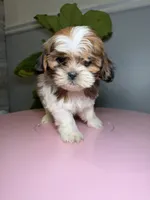 One, a female Shih Tzu for sale in Chicago, IL – 3 of 3