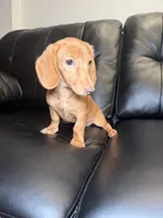 Golden, a female Miniature Dachshund for sale in Chicago, IL – 2 of 3