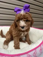 Darla , a female Miniature Goldendoodle for sale in Chicago, IL – 4 of 4