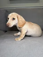 Bentley , a male Miniature Dachshund for sale in Chicago, IL – Photo 2 of 3