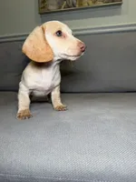 Bentley , a male Miniature Dachshund for sale in Chicago, IL – Photo 3 of 3