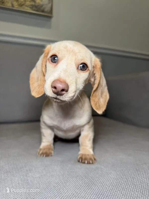 Bentley , a male Miniature Dachshund for sale in Chicago, IL – Photo 1 of 3