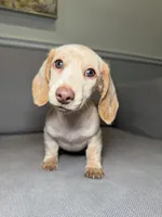 Bentley , a male Miniature Dachshund for sale in Chicago, IL – Photo 1 of 3