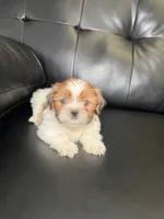 Portugal , a male Shih Tzu for sale in Chicago, IL – 3 of 3